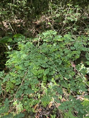 Indigofera micrantha