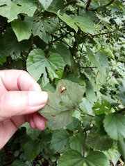 Aspidimorpha submutata