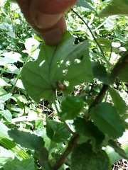 Aspidimorpha submutata