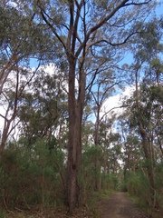 Eucalyptus tindaliae