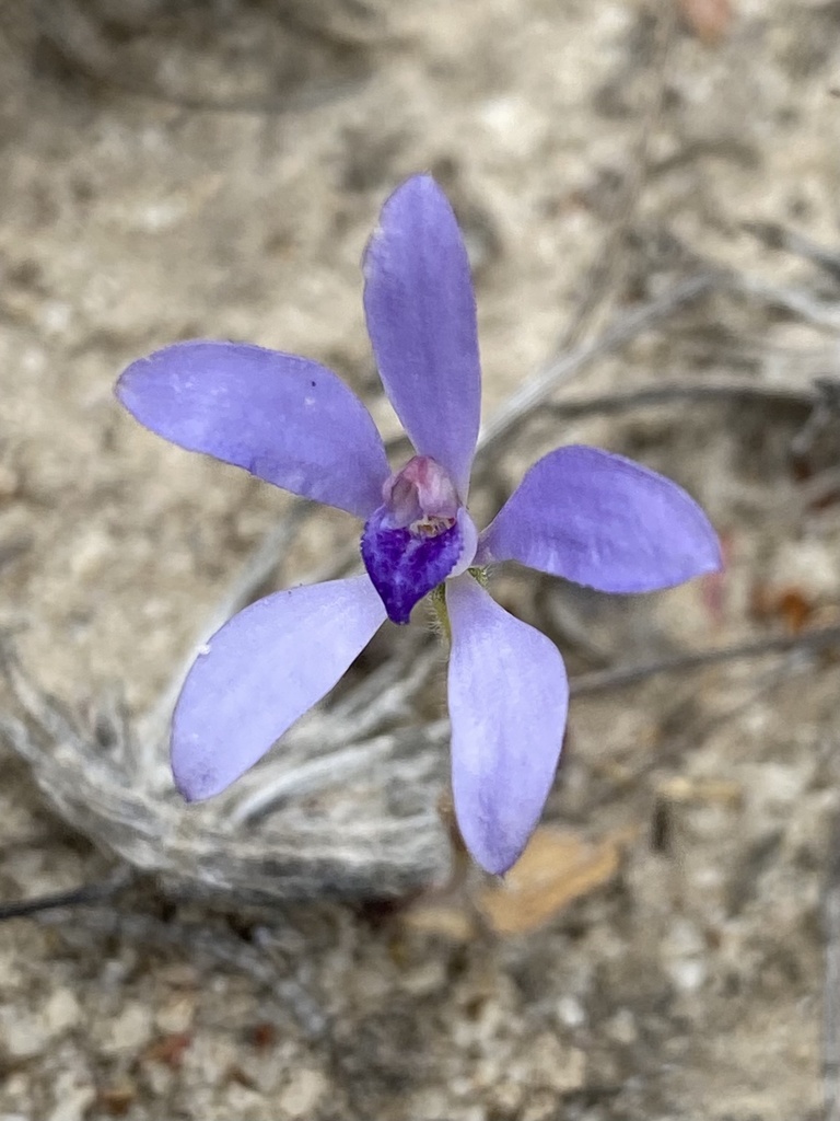 Cyanicula ashbyae
