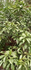 Tarenna pavettoides pavettoides