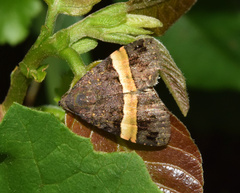 Ozarba abscissa