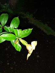 Allamanda cathartica