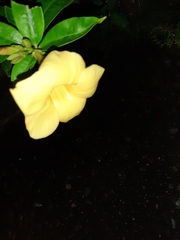 Allamanda cathartica