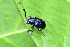 Platycorynus peregrinus