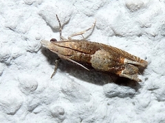Eucosma conterminana