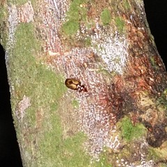 Philophlaeus luculentus