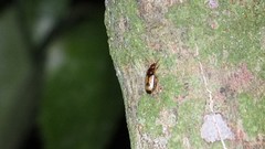 Philophlaeus luculentus