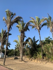Attalea speciosa
