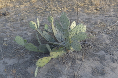 Opuntia quimilo