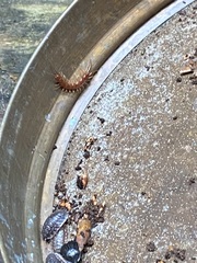 Lithobius forficatus