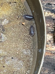 Oniscus asellus