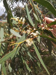 Eucalyptus multicaulis