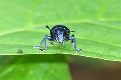 Platycorynus peregrinus