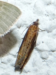 Eucosma obumbratana
