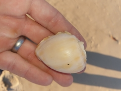 Phalium bandatum
