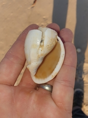 Phalium bandatum