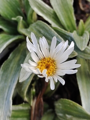 Celmisia sericophylla