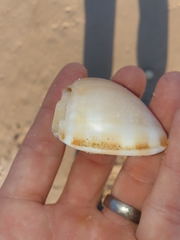 Phalium bandatum