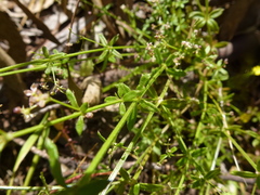 Galium migrans