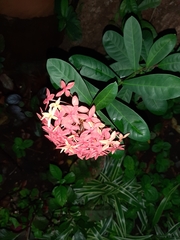 Ixora