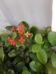 Ixora