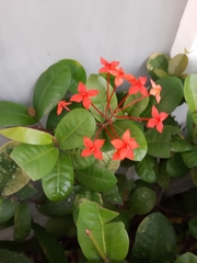 Ixora