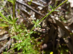 Galium migrans
