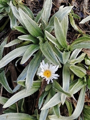 Celmisia sericophylla