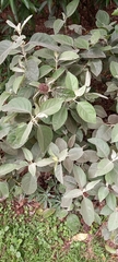 Barleria albostellata