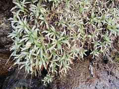 Celmisia sericophylla