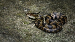 Trimerodytes aequifasciatus