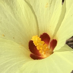 Hibiscus schinzii