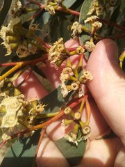 Eucalyptus multicaulis