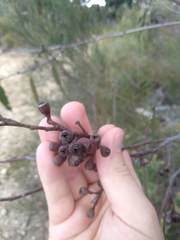 Eucalyptus multicaulis