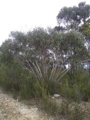 Eucalyptus multicaulis