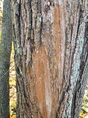 Trentepohlia umbrina