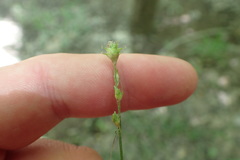 Carex atlantica