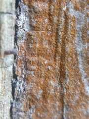 Trentepohlia umbrina