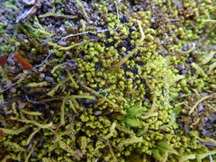 Fissidens megalotis