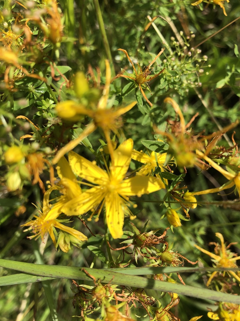 St. John's worts from Fulbourn, Cambridge, England, GB on July 17, 2021