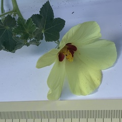 Hibiscus schinzii