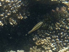Stethojulis bandanensis