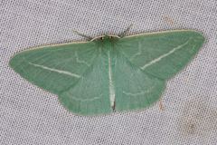 Chlorocoma stereota