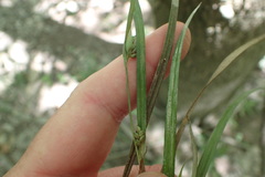 Carex planispicata