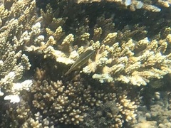 Stethojulis bandanensis