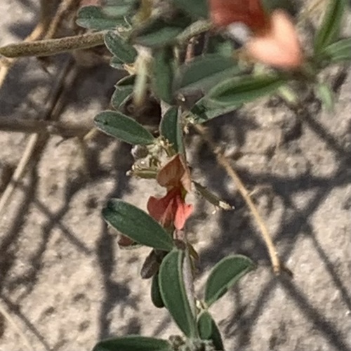 Indigofera bainesii image