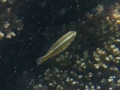 Stethojulis bandanensis