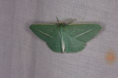 Chlorocoma stereota